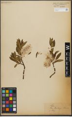 Foto von Salix L.